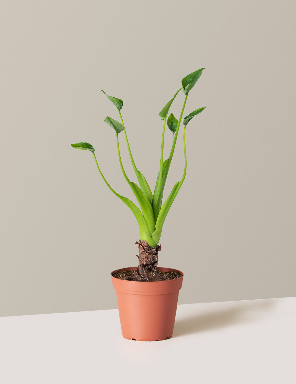 bundle | Small | Grow Pot