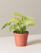 bundle | Small | Grow Pot