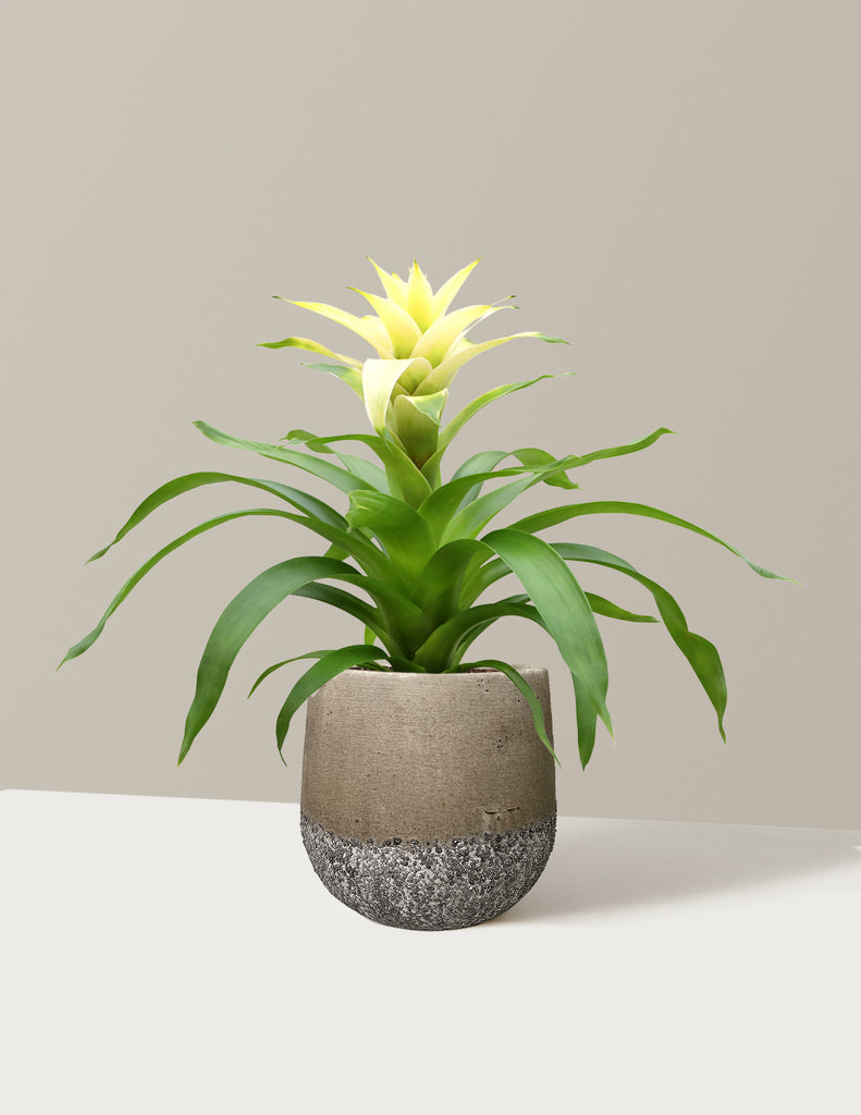 How to care for a Bromeliad Deseo White