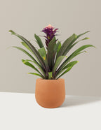 Bromeliad Guzmania Francesca