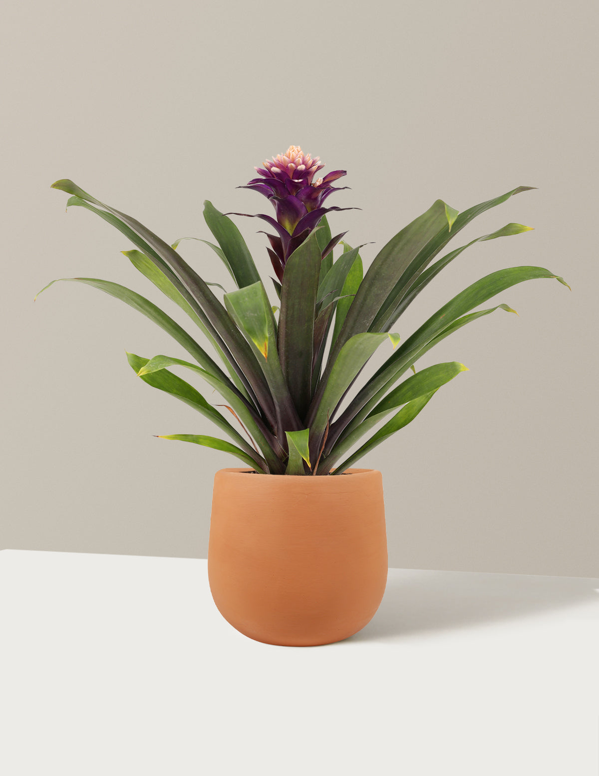 bundle | Small | Raven | Terracotta