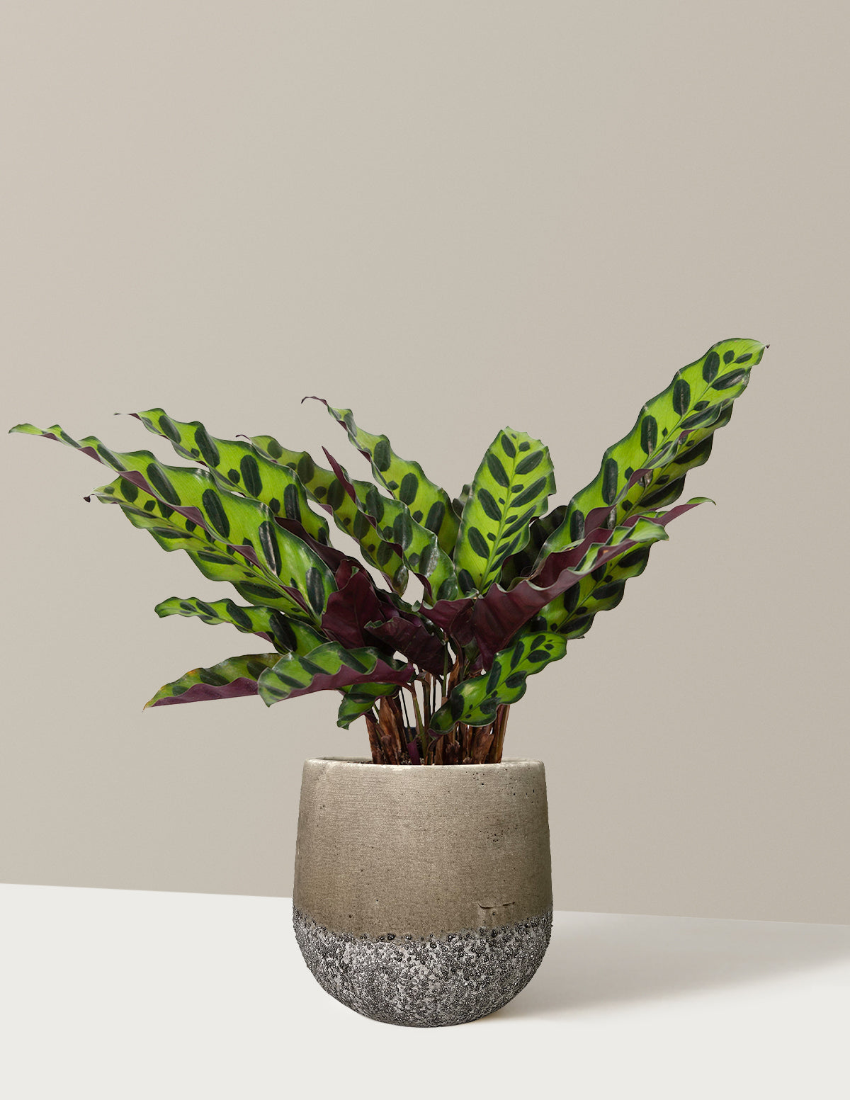 bundle | Small | Raven | Stone