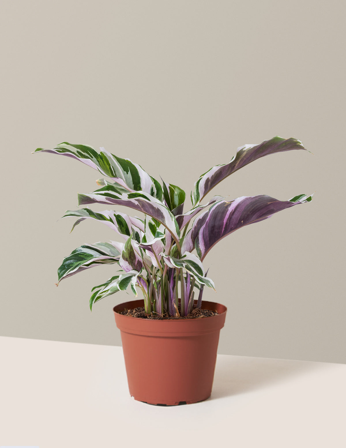 bundle | Small | Grow Pot