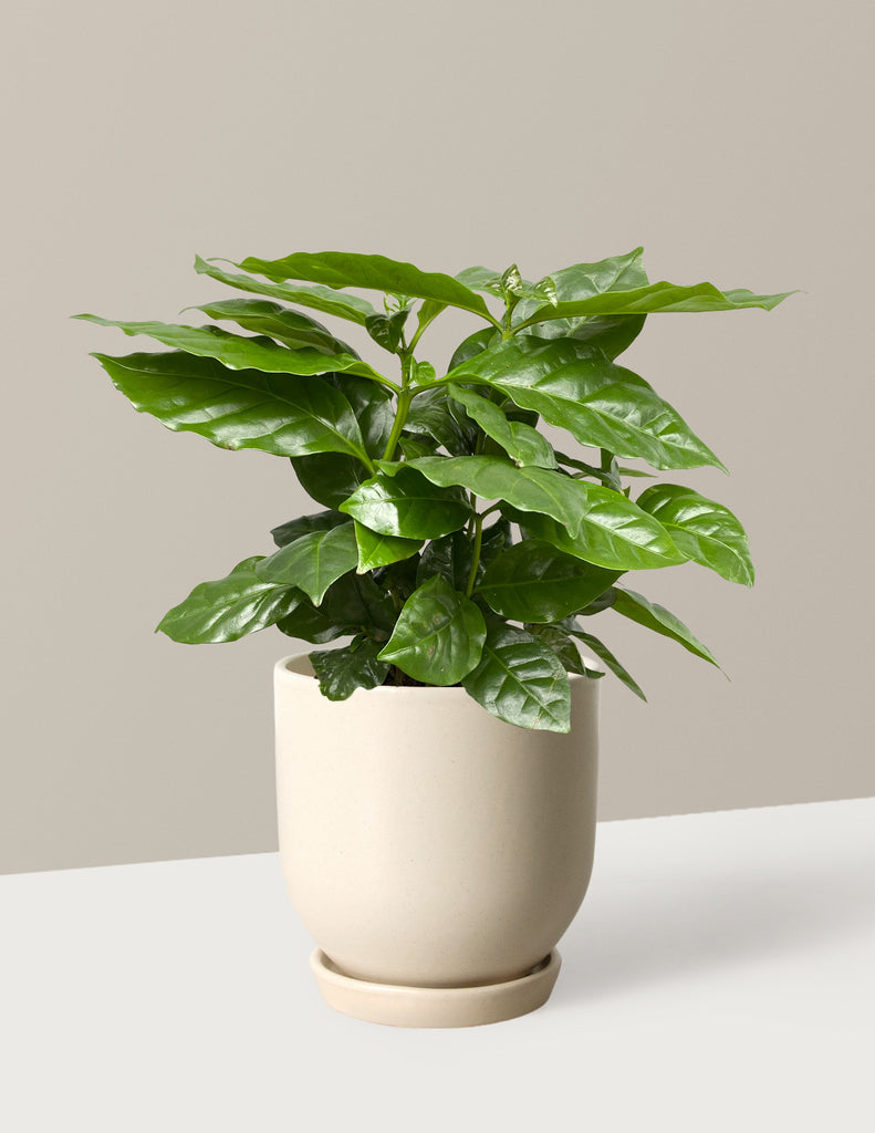 How to care for a Coffee Plant