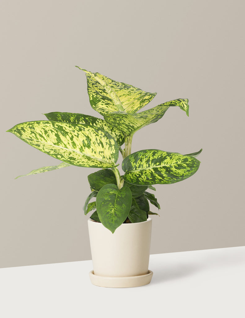 How to care for a Dieffenbachia Sublime
