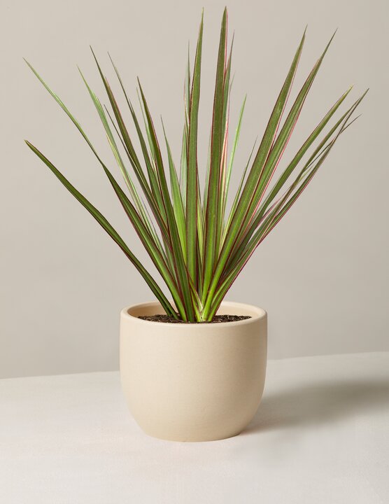 How to care for a Dracaena Marginata Tricolor Cane
