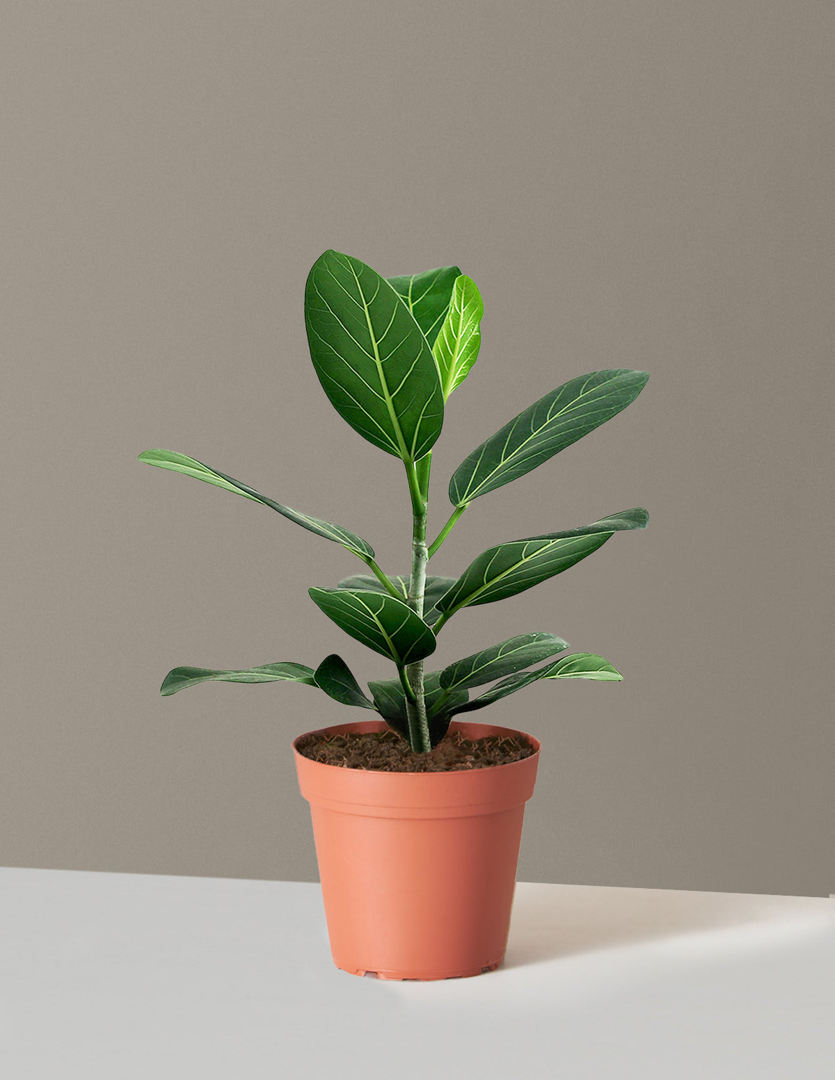 bundle | Small | Grow Pot