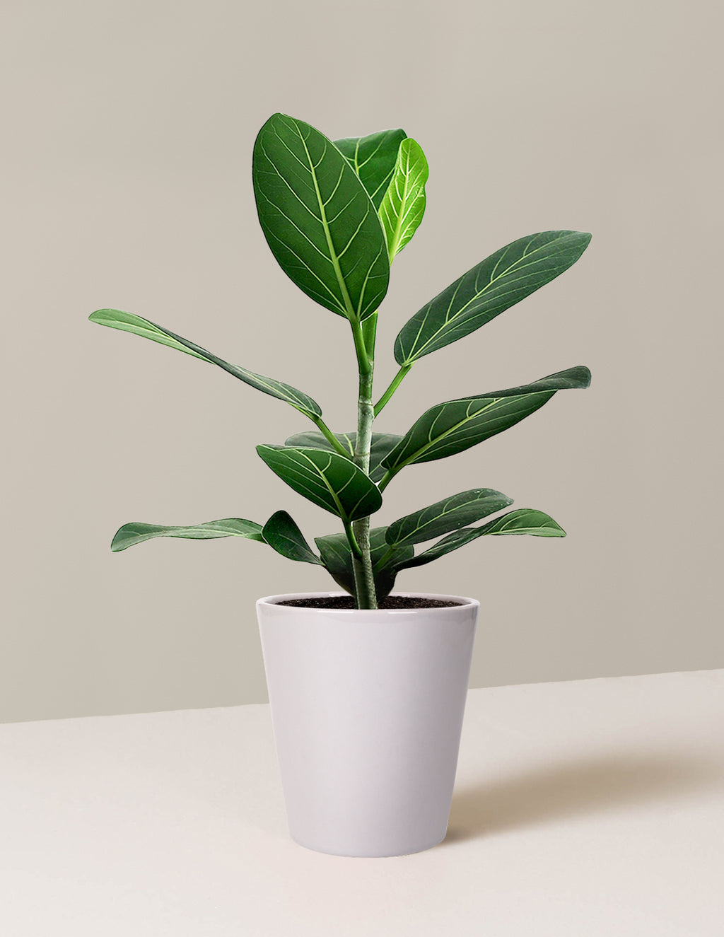 Ficus Audrey Bush