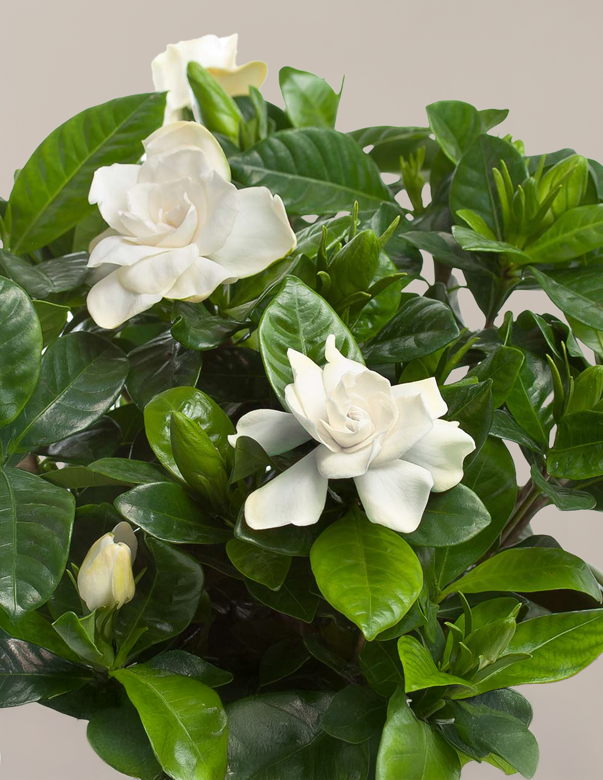 files/the-sill_Small-Gardenia_Variant_1.png