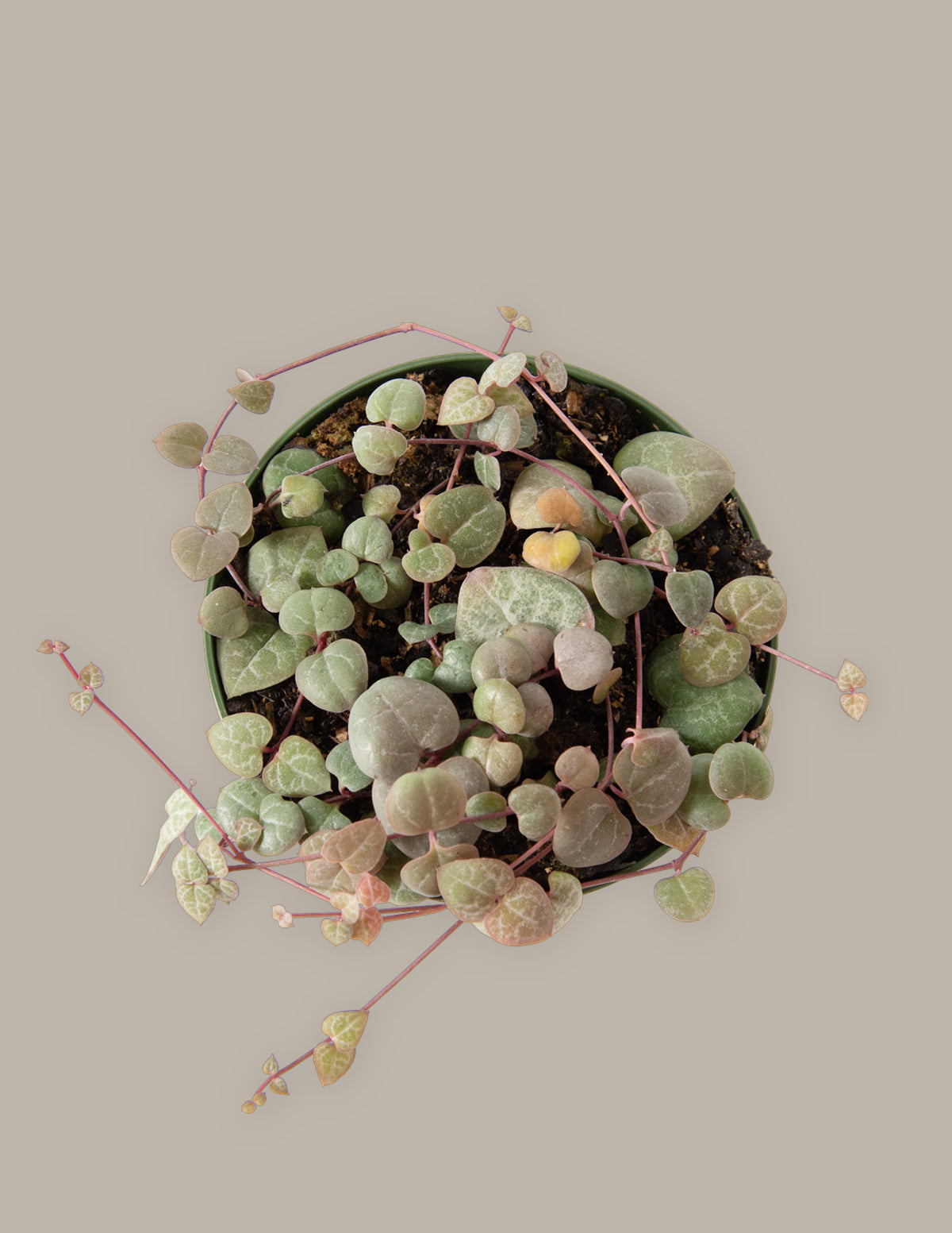bundle | Small | Grow Pot