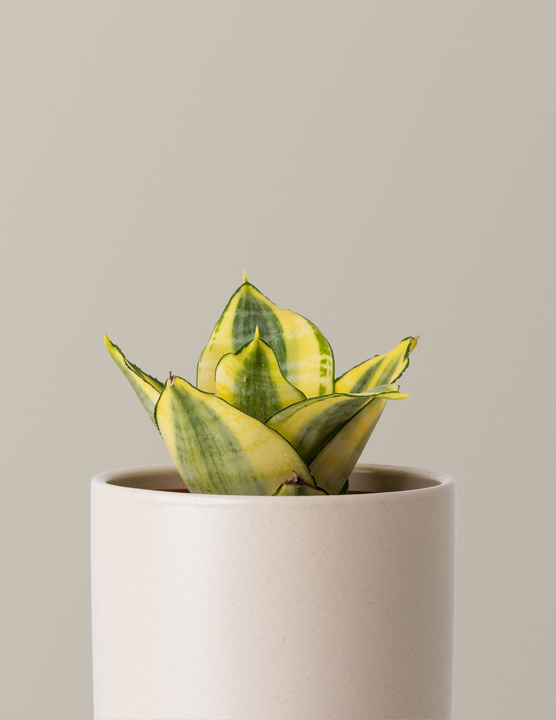 How to care for a Snake Plant Hahnii Gold