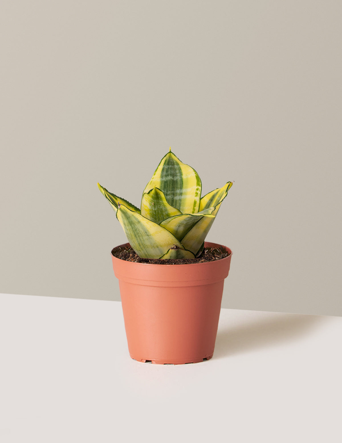 bundle | Small | Grow Pot