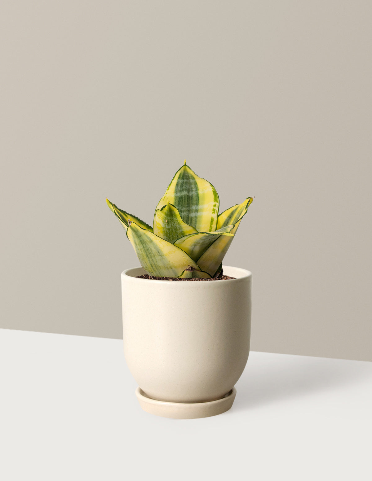 files/the-sill_Small-Hahnii-Gold-Sanseveria_Small-Westcott-Cream_Variant.jpg