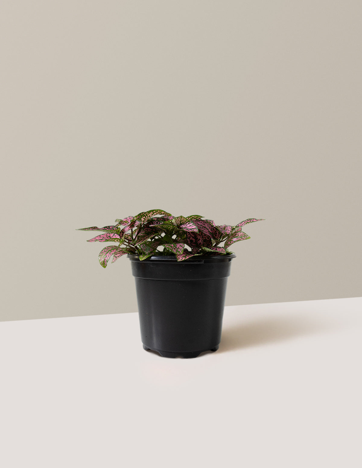 bundle | Small | Grow Pot