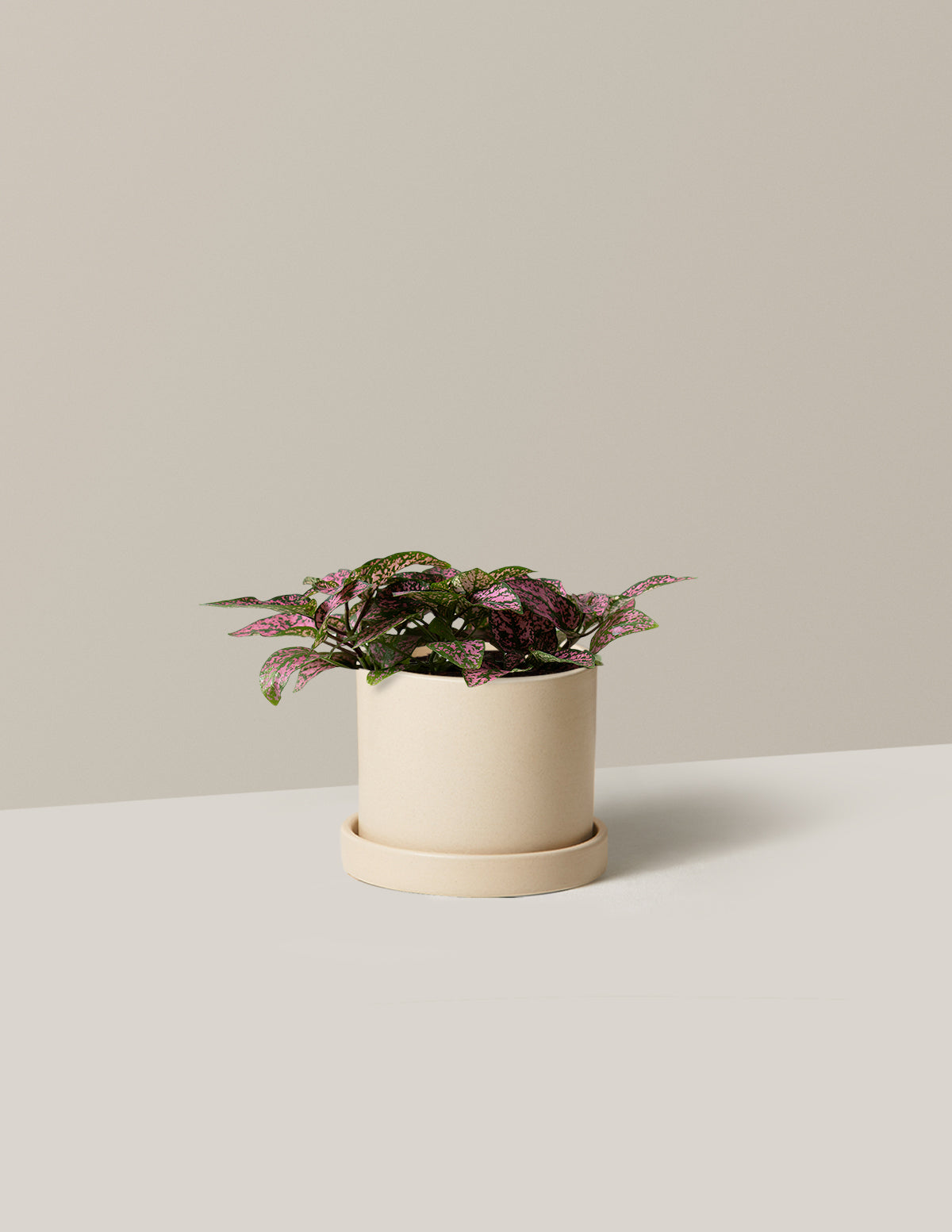 bundle | Small | Hyde | Cream
