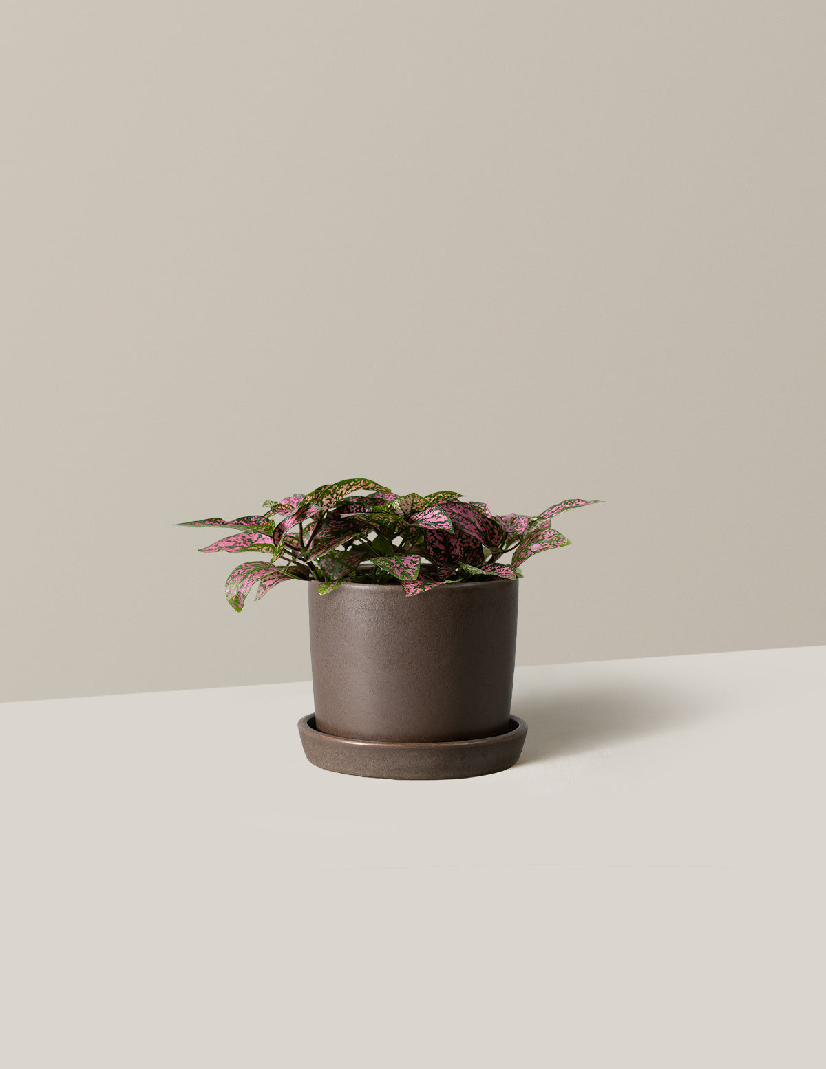 bundle | Small | Hyde | Olive