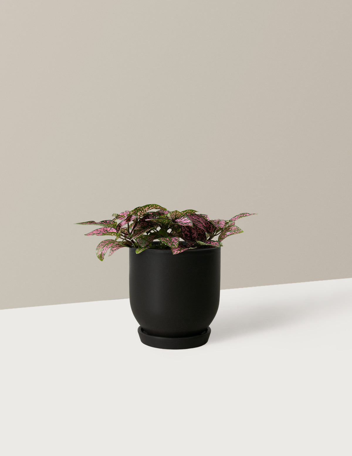 bundle | Small | Westcott | Black