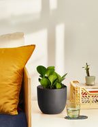 Small Grant Ceramic Planter Duo
