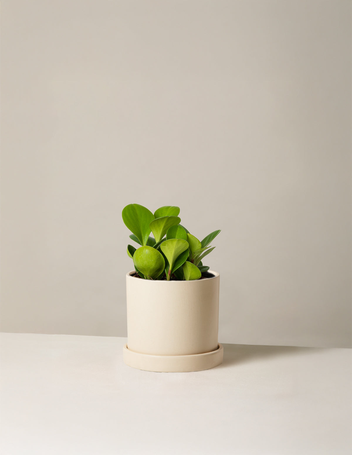 bundle | Small | Hyde | Cream
