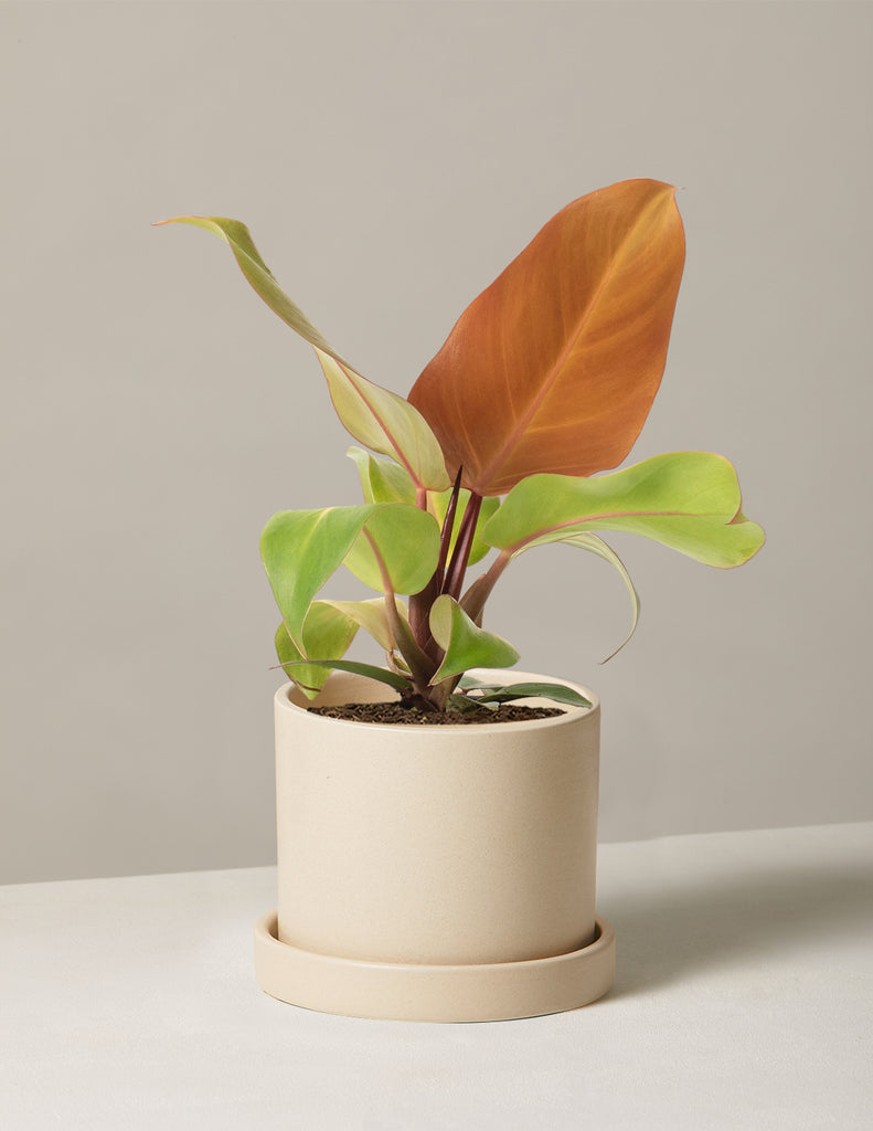 How to care for a Philodendron McColley's Finale