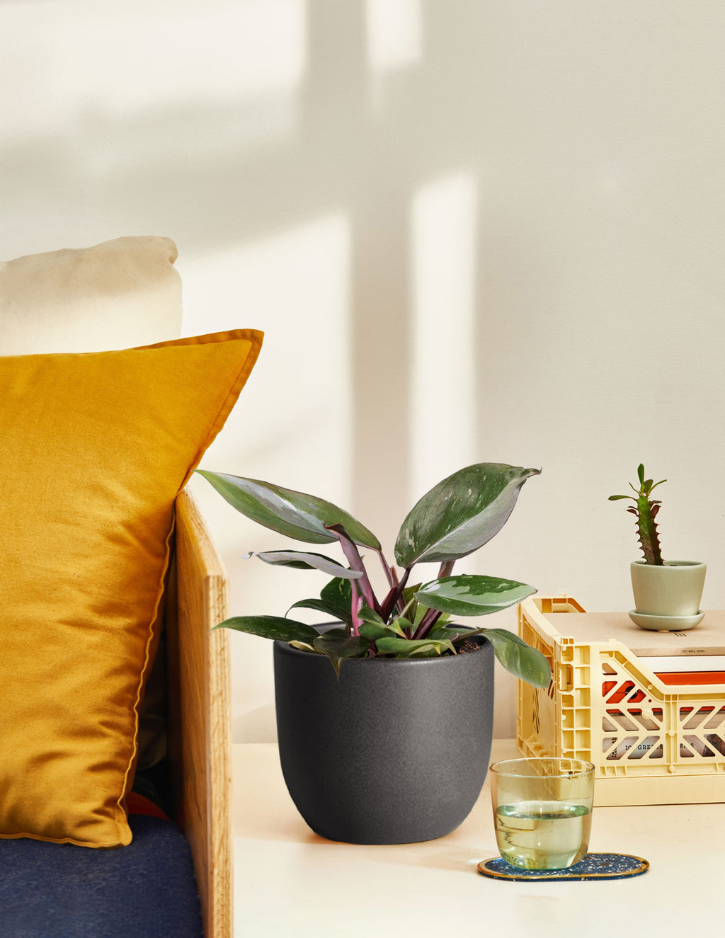 Philodendron Red Anderson