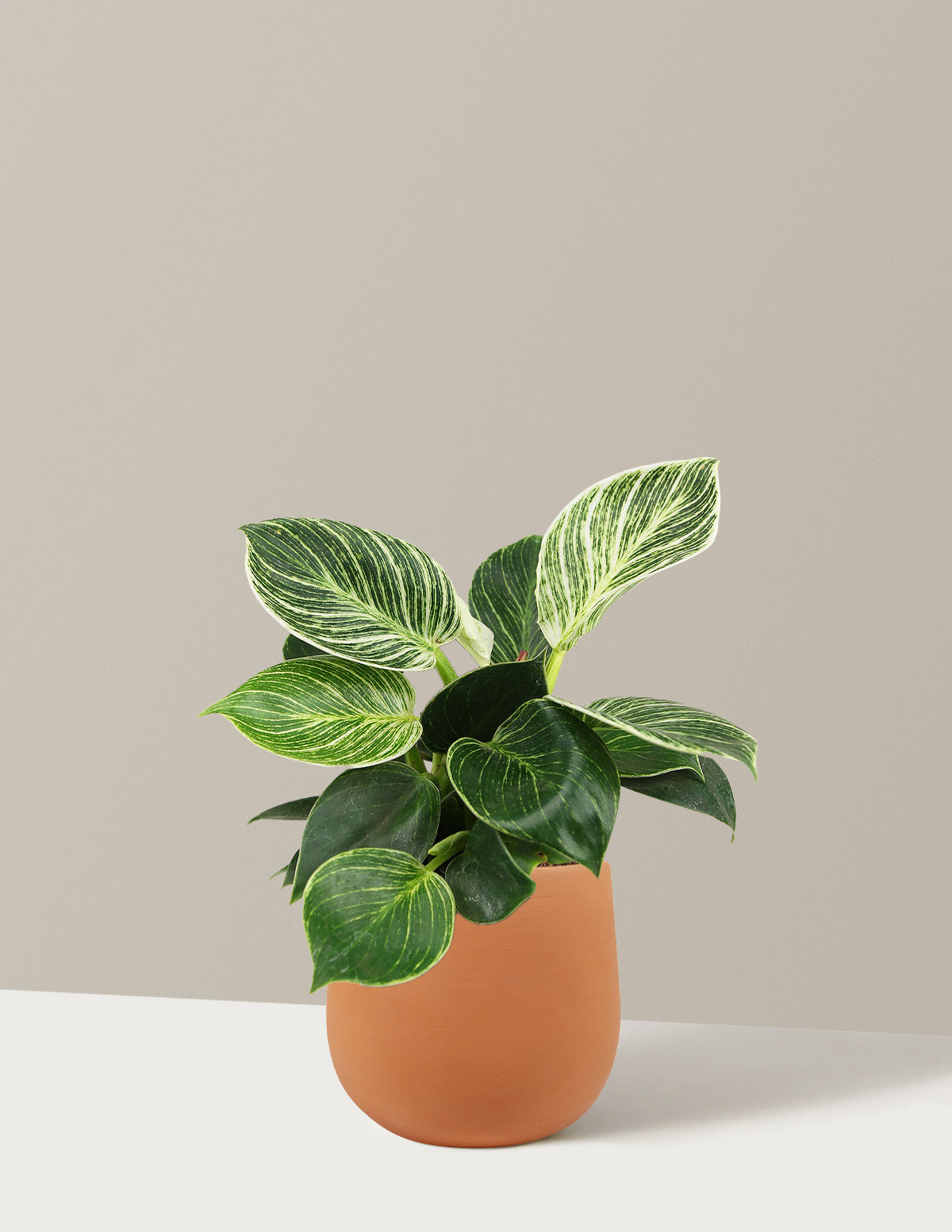 files/the-sill_Small-Philodendron_Birkin_Small_Margarite_Terra_Cotta.jpg