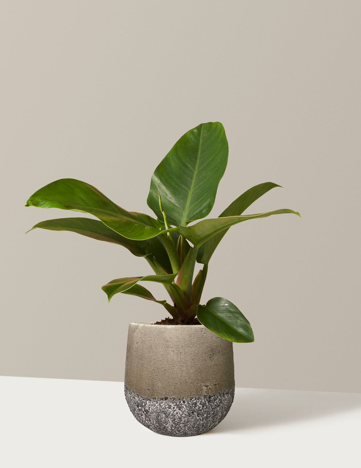 files/the-sill_Small-Philodendron_Imperial_Green_Small_Margarite_Stone.jpg