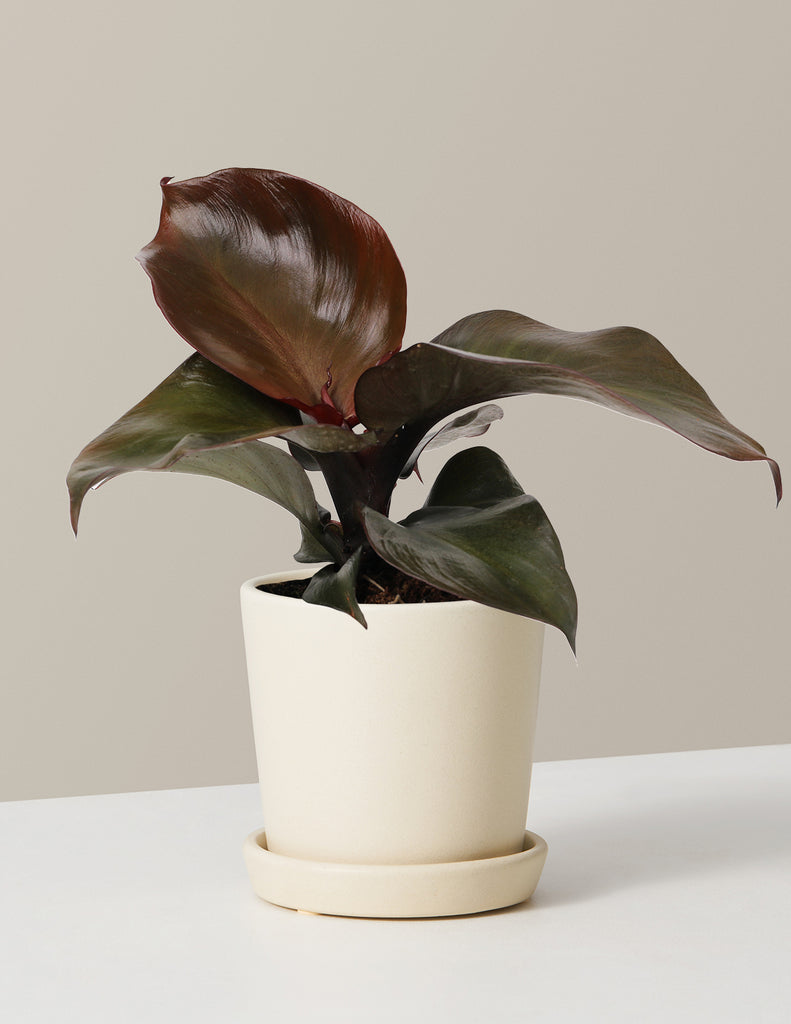 How to care for a Philodendron Red Heart