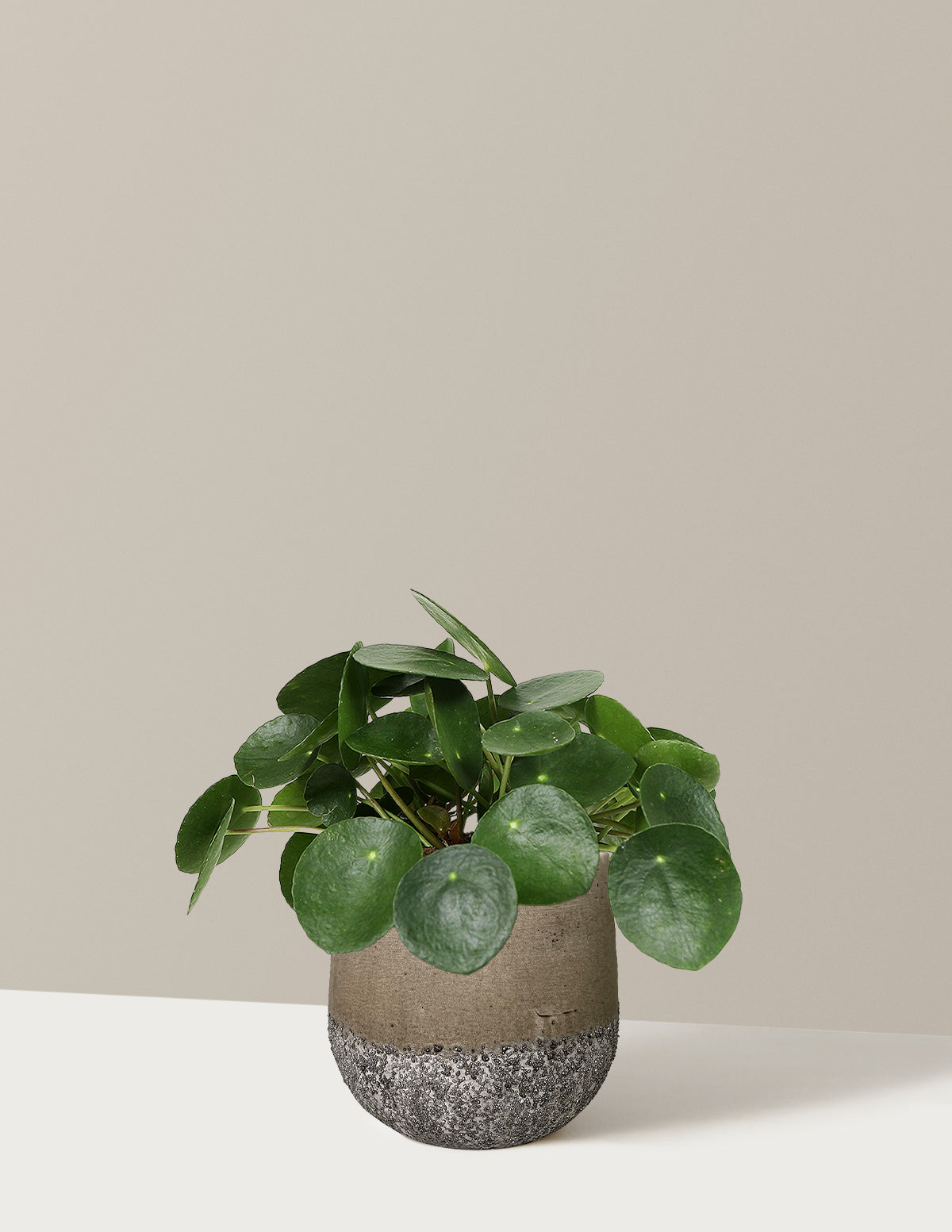 files/the-sill_Small-Pilea_Small_Margarite_Stone.jpg