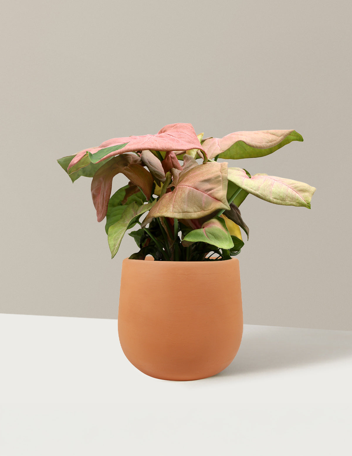 bundle | Small | Raven | Terracotta