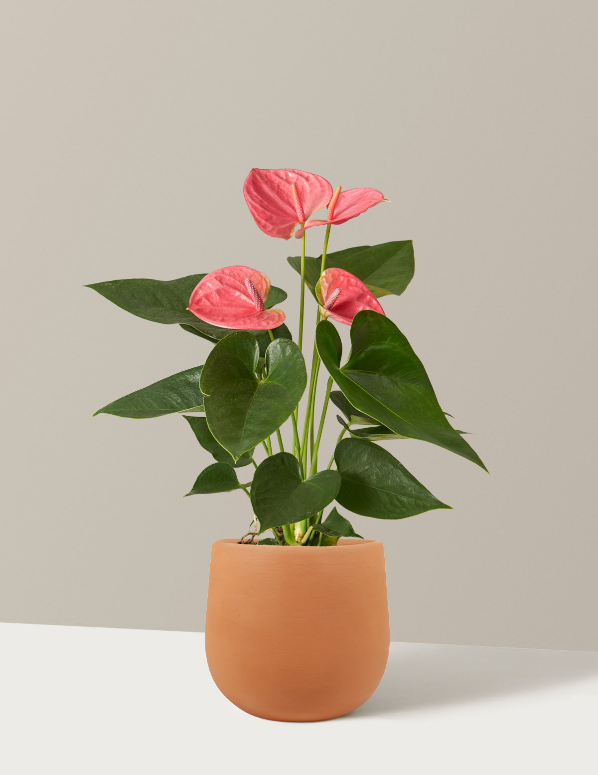 bundle | Small | Raven | Terracotta