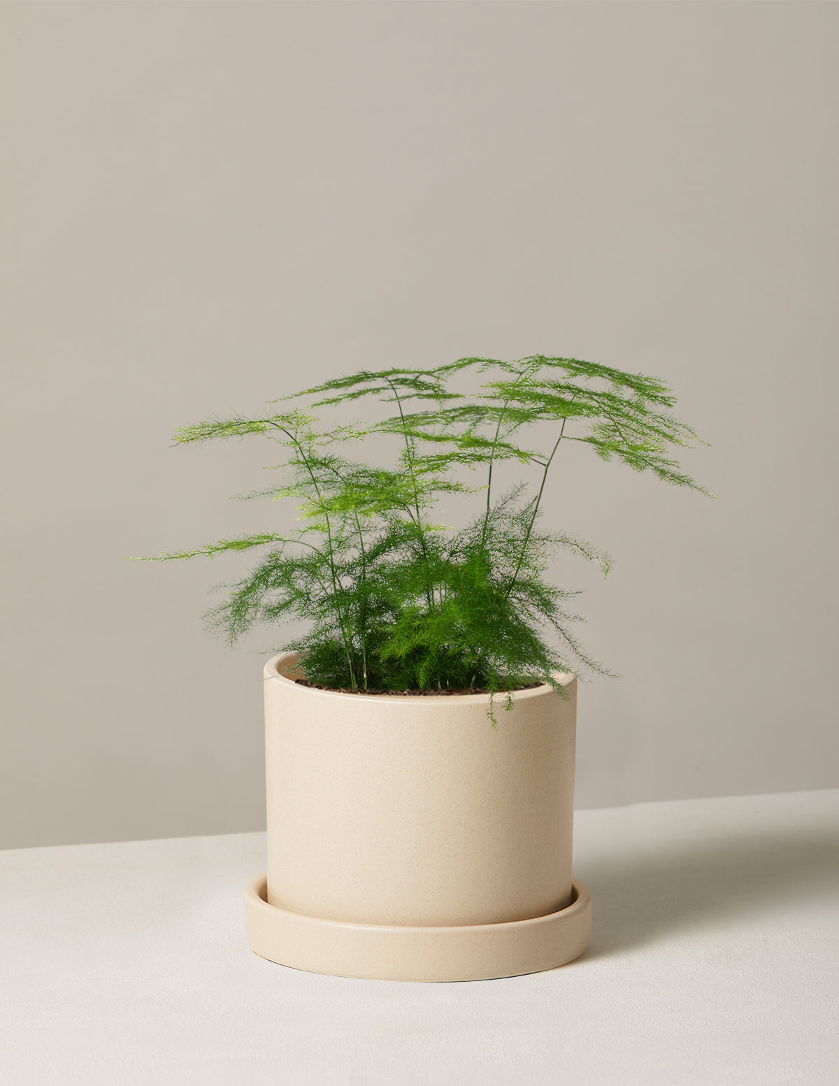 files/the-sill_Small-Plumosa-Fern_Small_Hyde_Cream_Variant.jpg