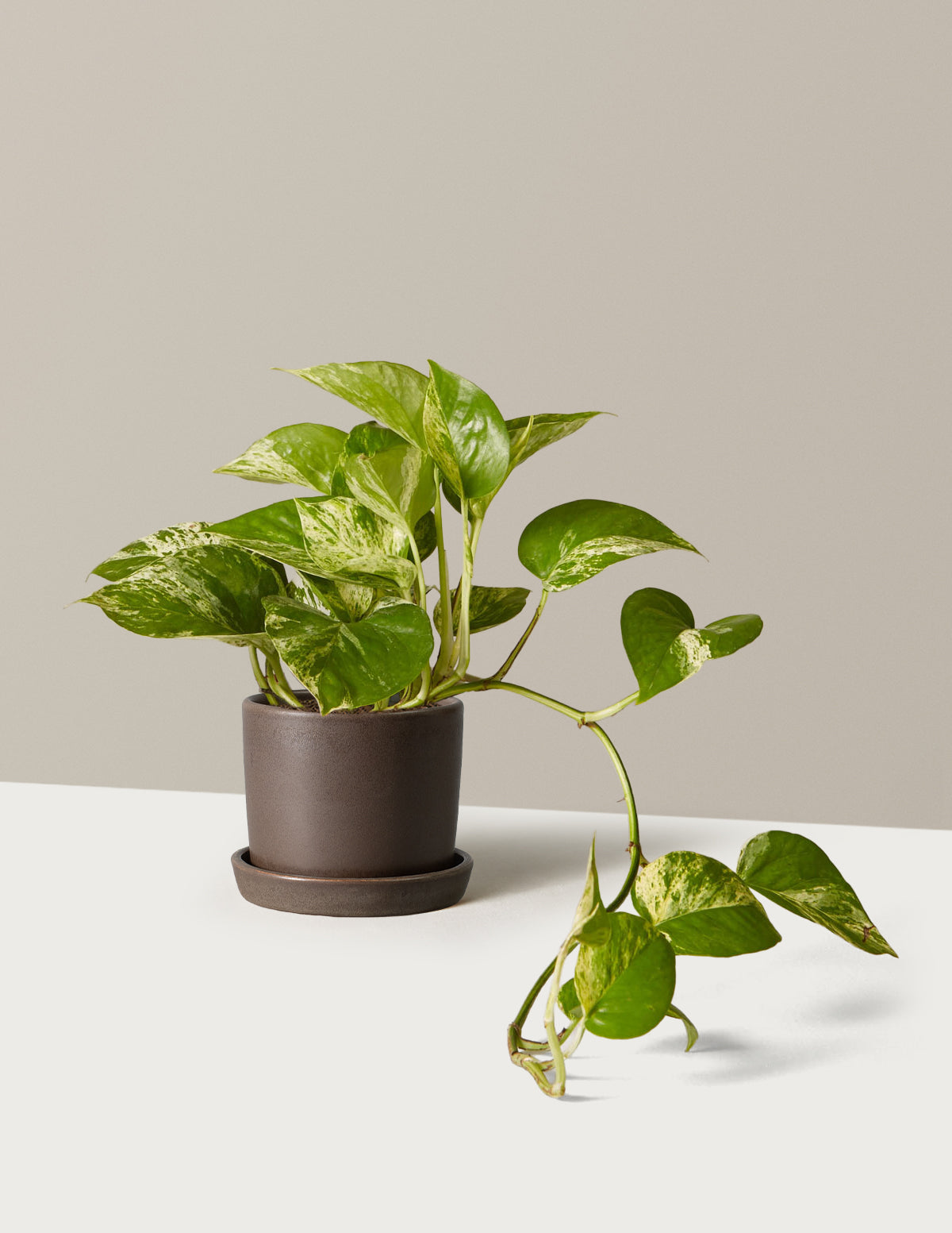 bundle | Small | Hyde | Olive