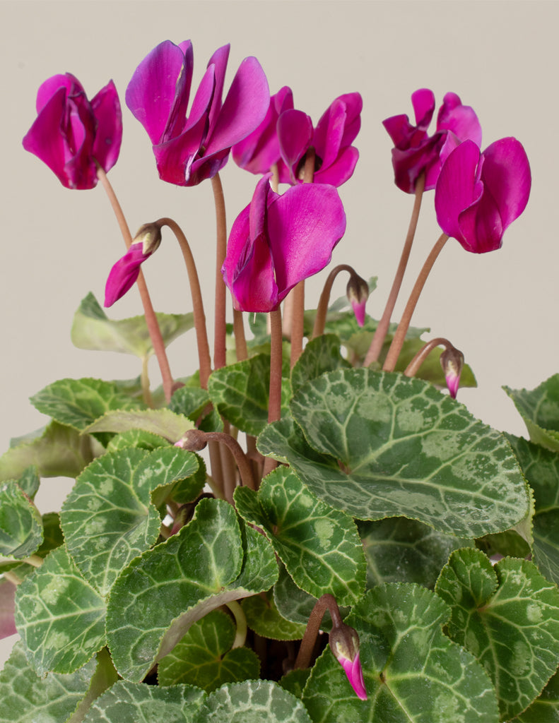 How to care for a Cyclamen