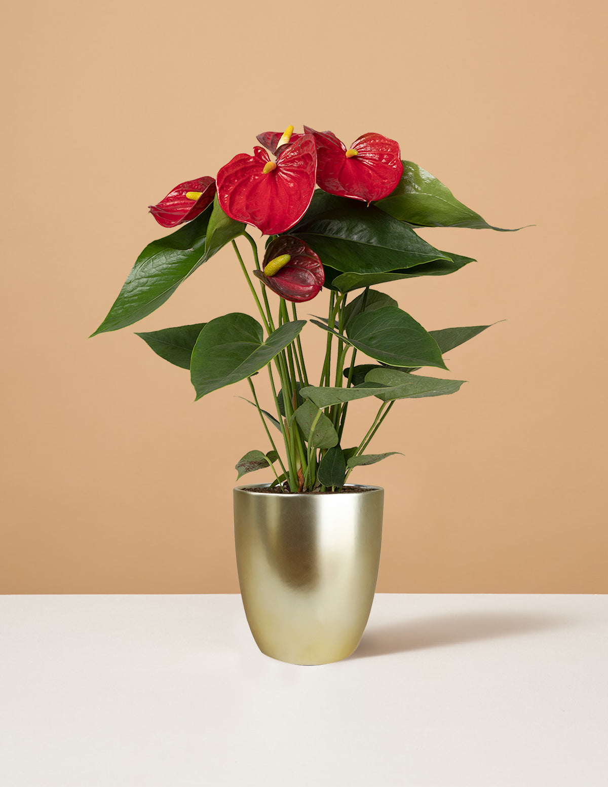 files/the-sill_Small-Red-Anthurium_Small_Marcelle-Gold_Variant.jpg