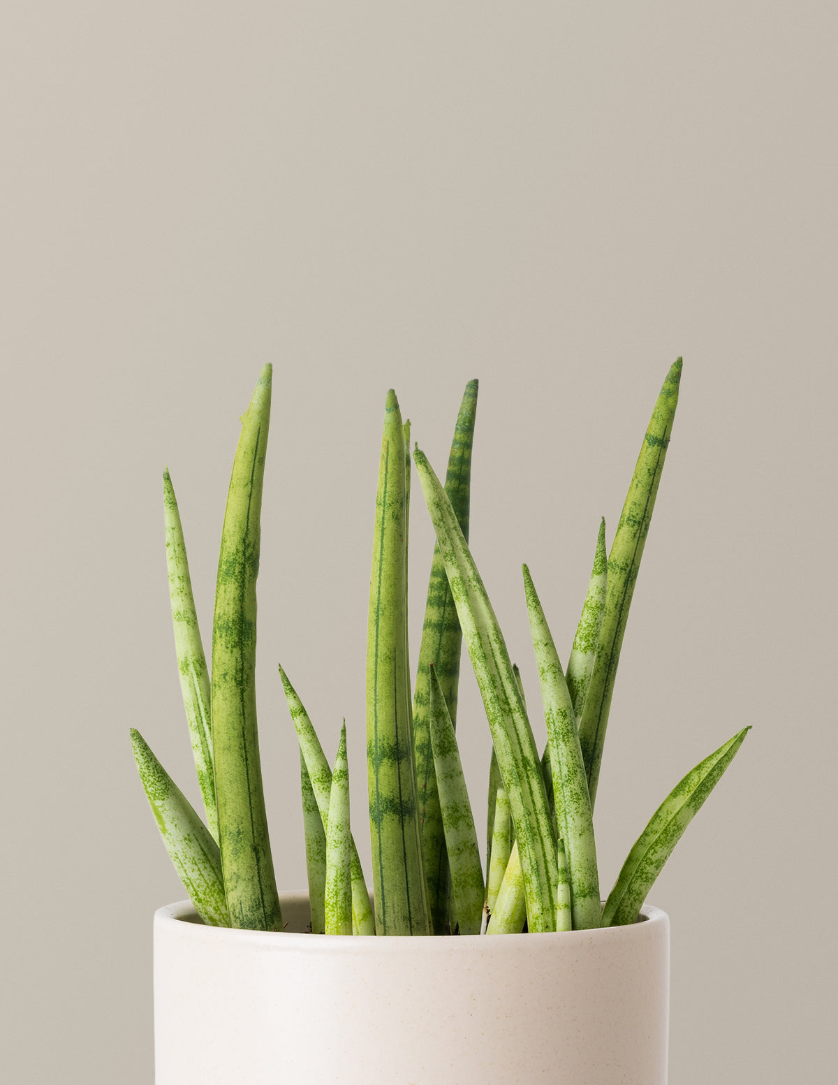 files/the-sill_Small-Snake-Cylindrica_Gallery_2.jpg