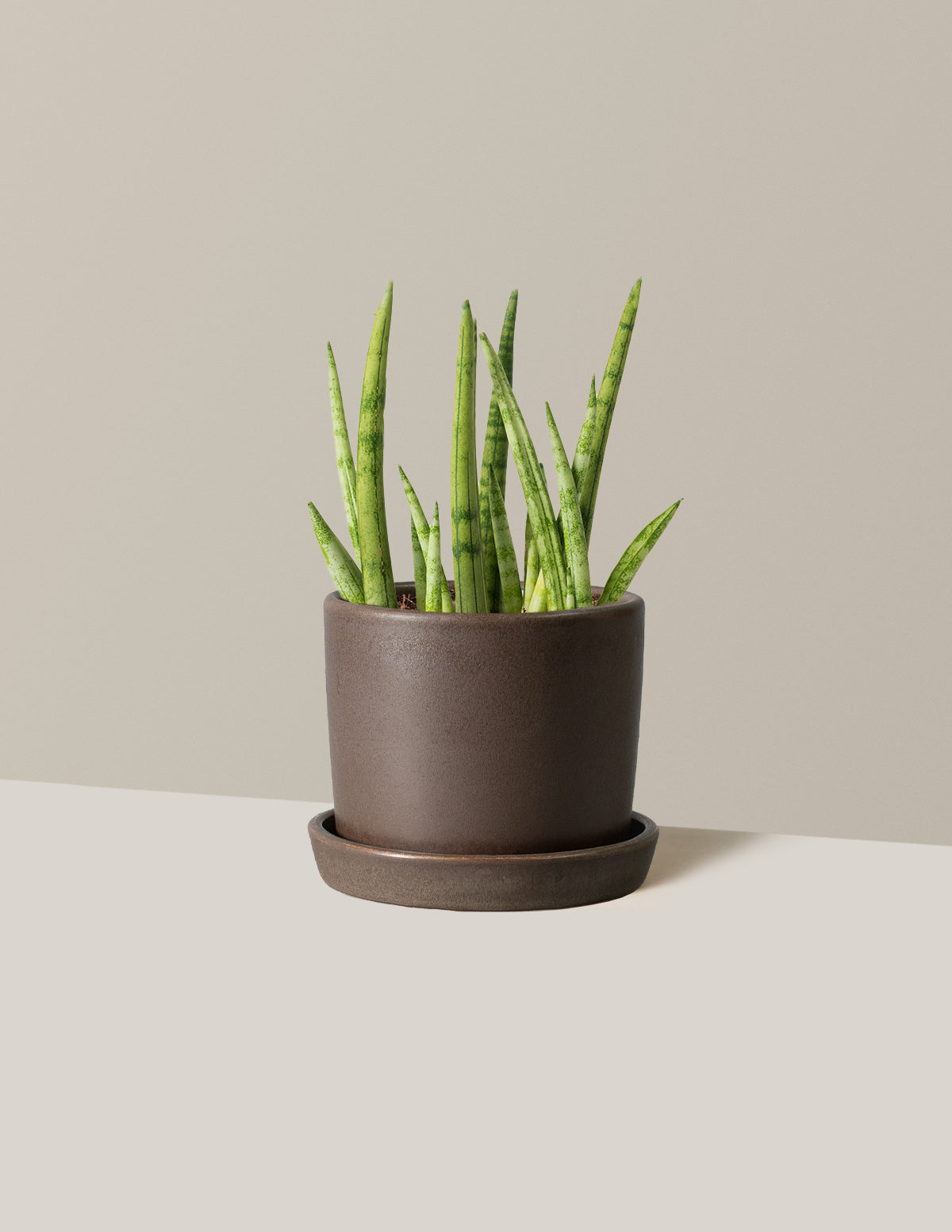 bundle | Small | Hyde | Olive