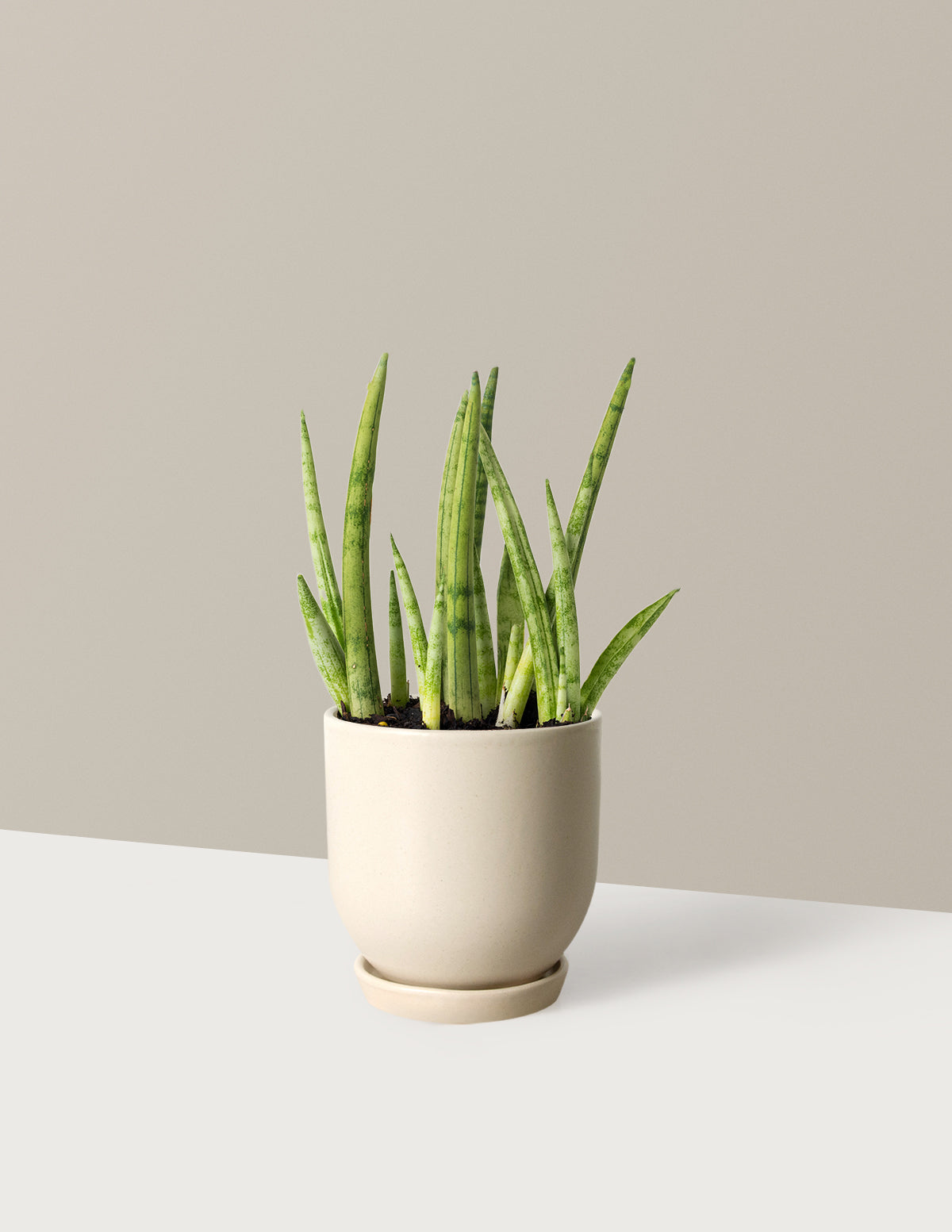 bundle | Small | Westcott | Cream