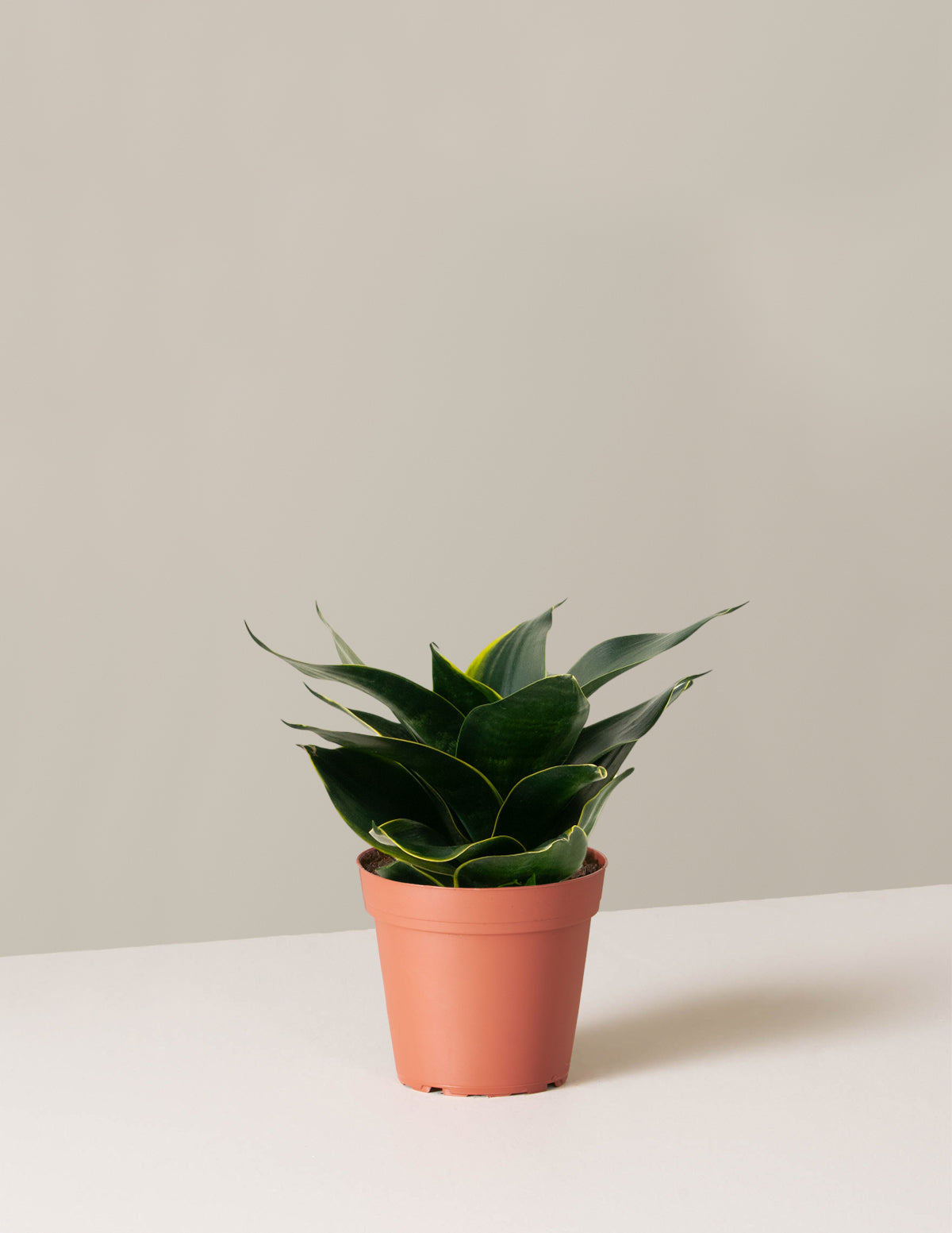 bundle | Small | Grow Pot