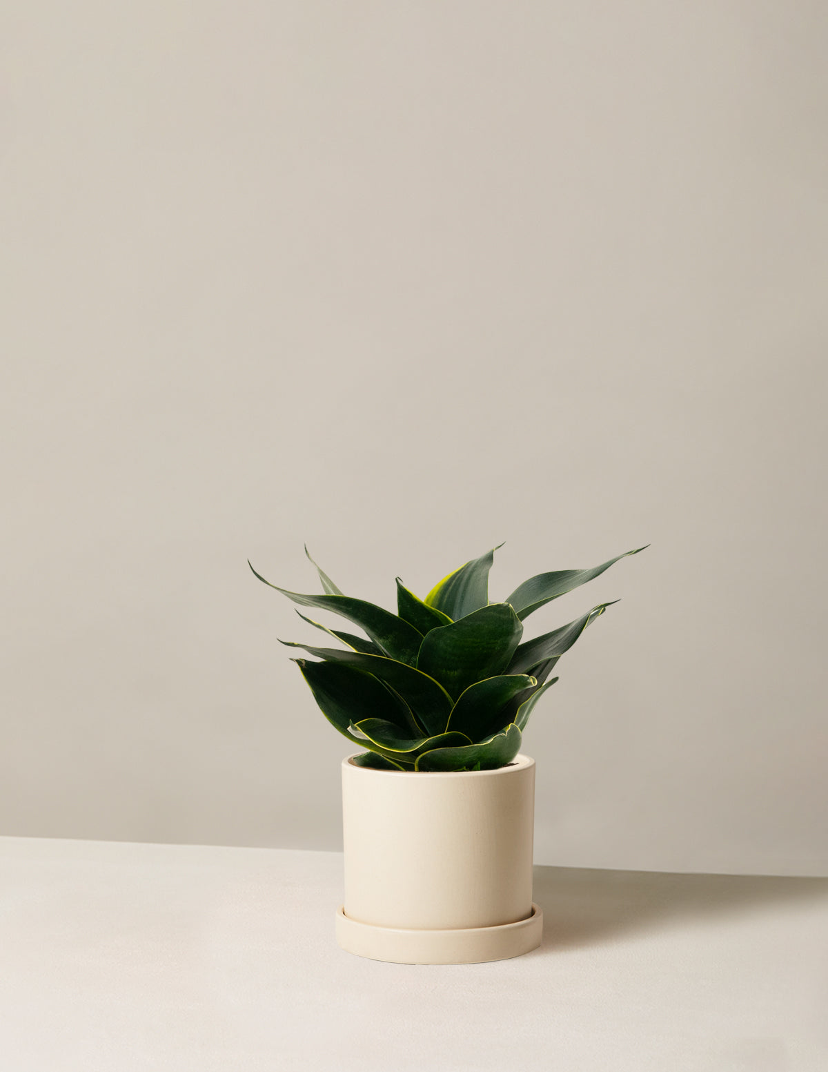 files/the-sill_Small-Snake-Hahnii_Small_Hyde_Cream_Variant.jpg