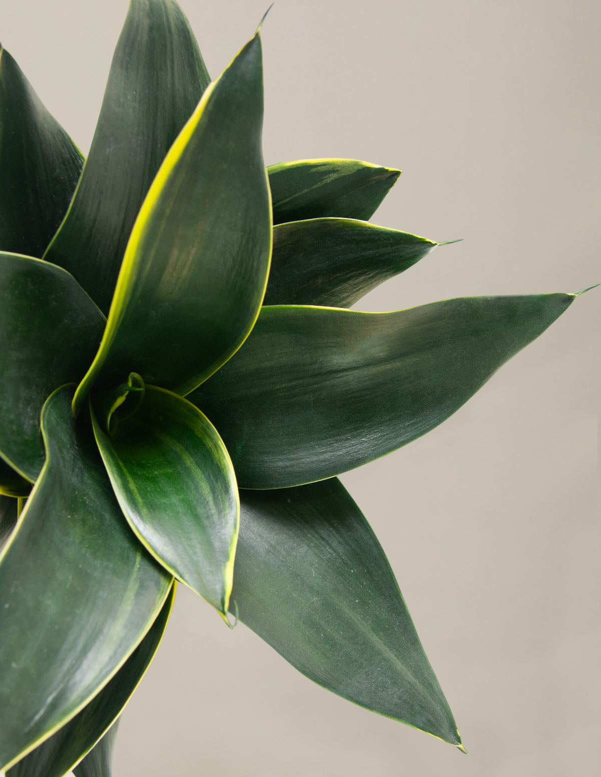 Snake Plant Hahnii