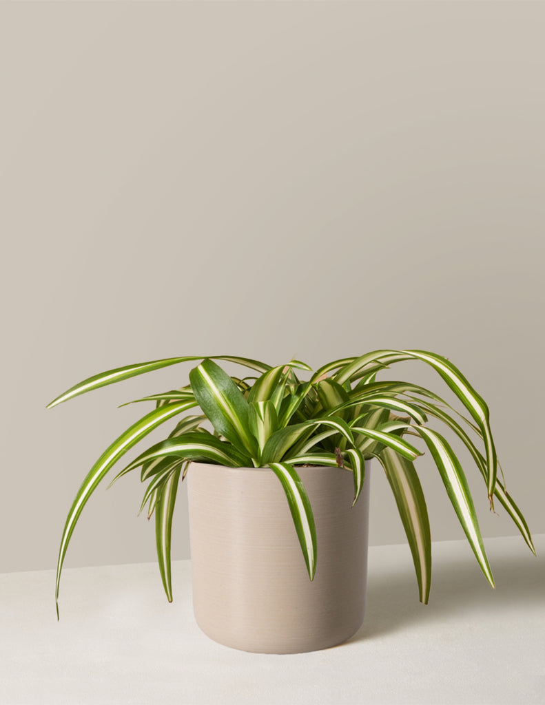 How to care for a Spider Plant Variegated
