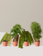 Urban Jungle Party Pack, 30