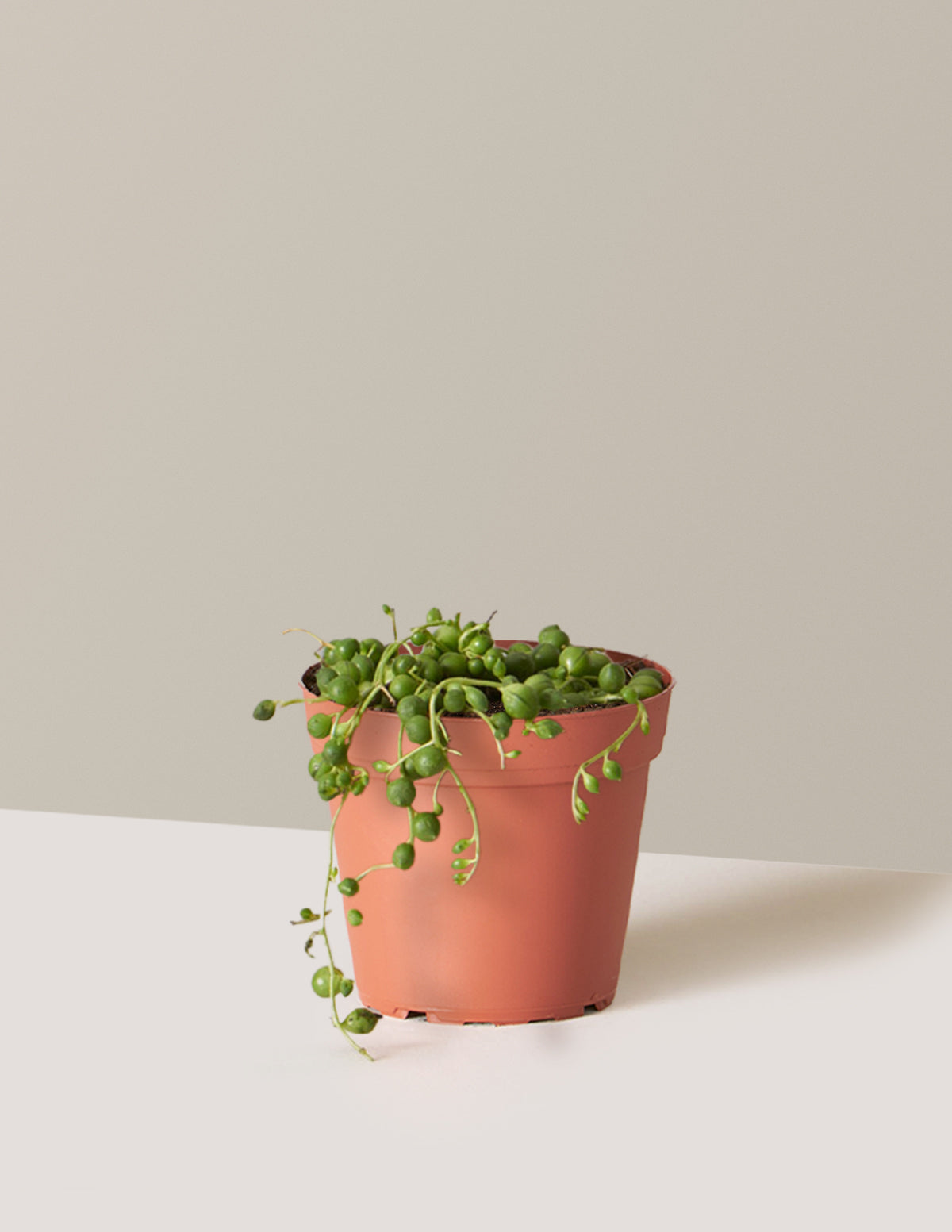bundle | Small | Grow Pot