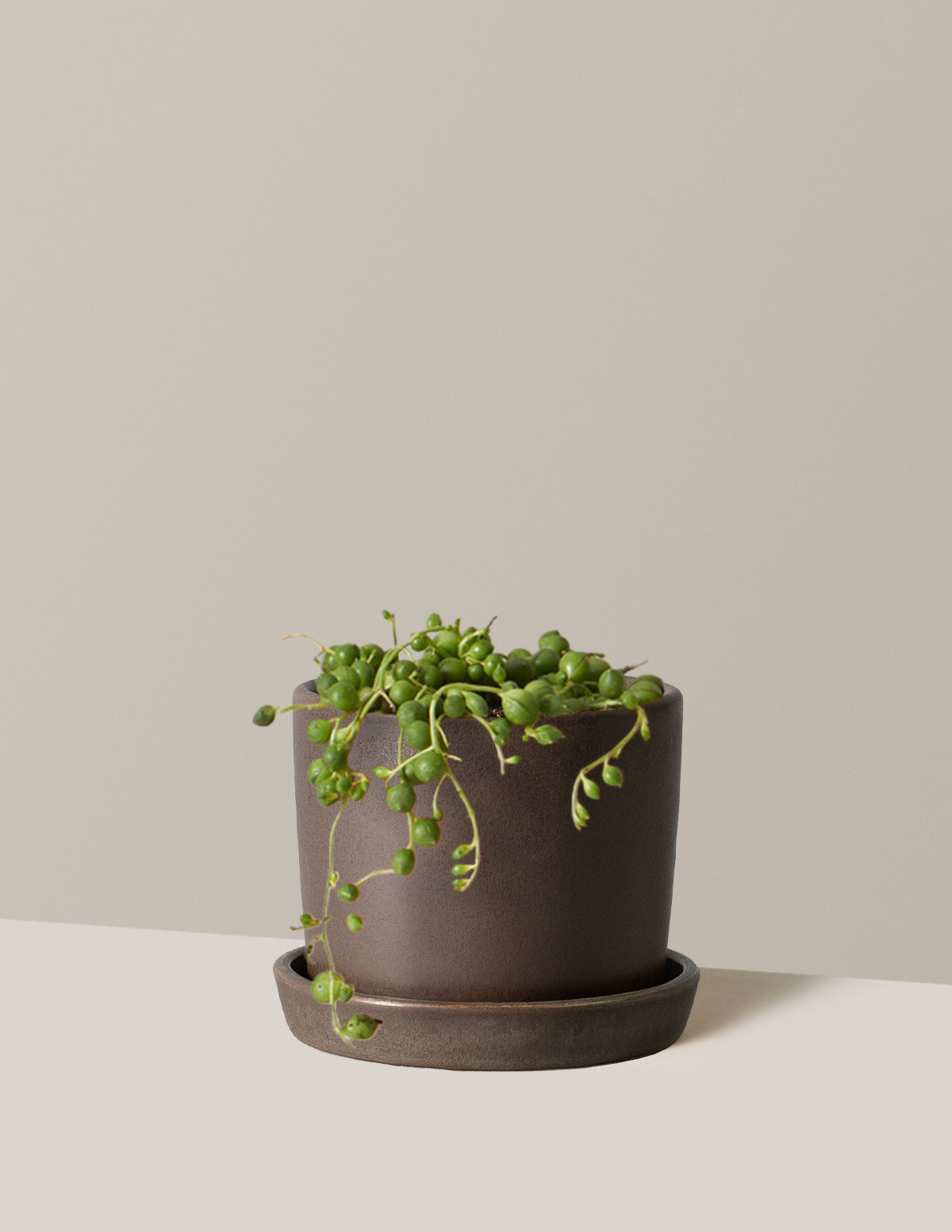 bundle | Small | Hyde | Olive