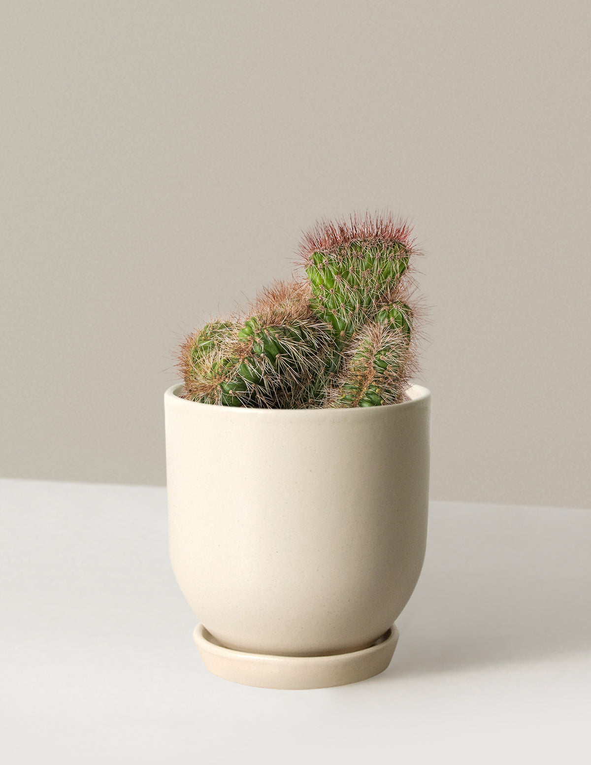 bundle | Small | Westcott | Cream