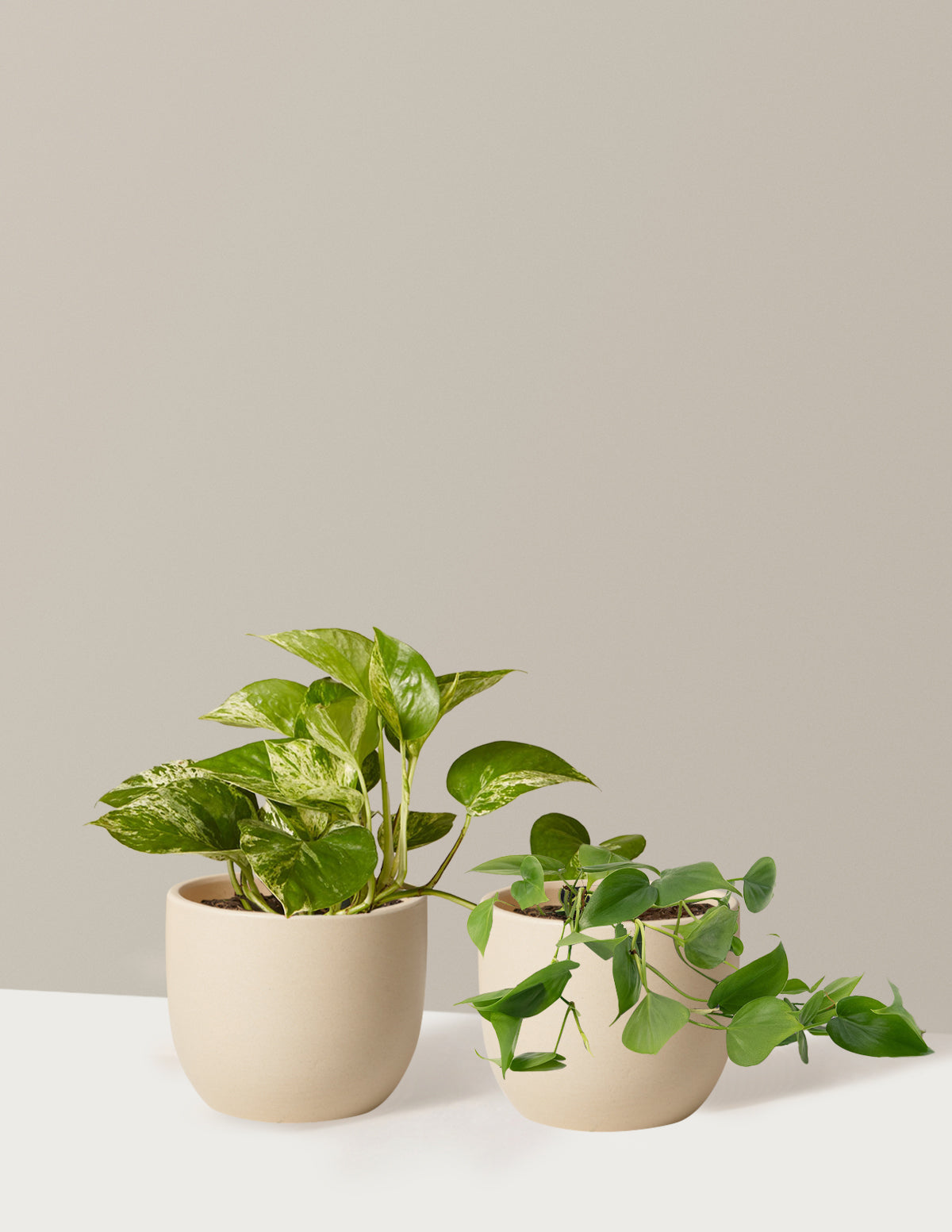 bundle | Small | Grant | Cream