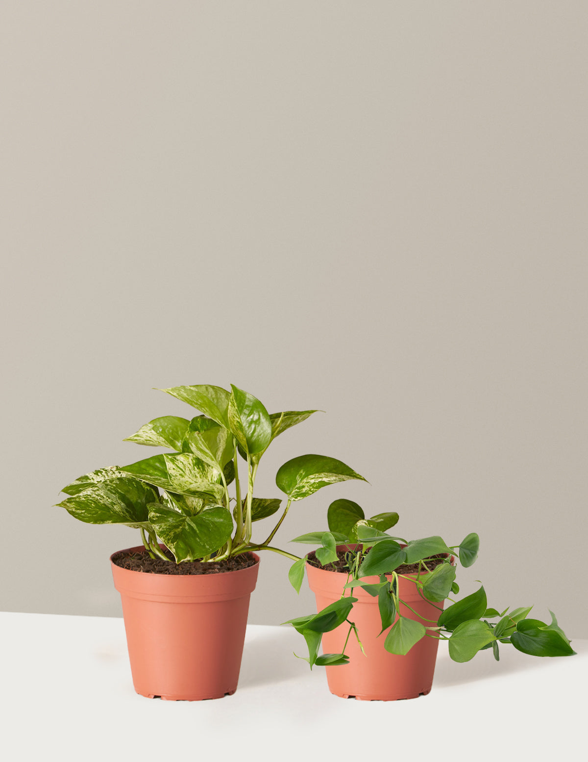 bundle | Small | Grow Pot
