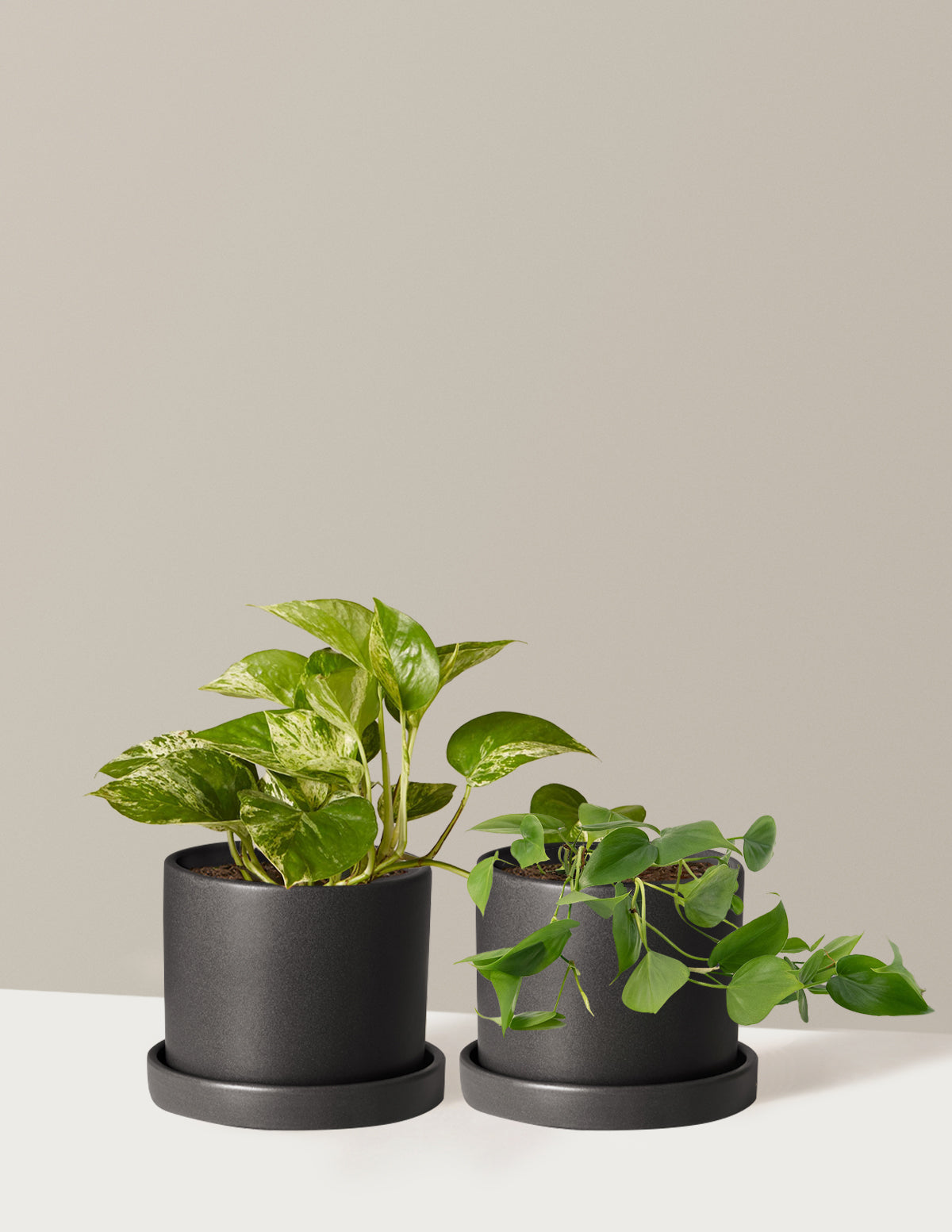bundle | Small | Hyde | Black