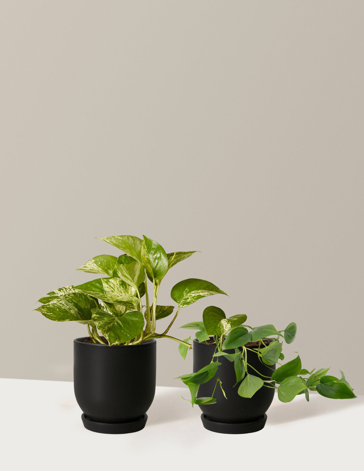 files/the-sill_Small-Trailing-Duo_Small_Westcott_Black_Variant.jpg